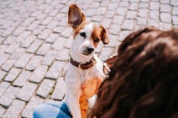 11 Silent Signs That Reveal What Your Dog Is Thinking