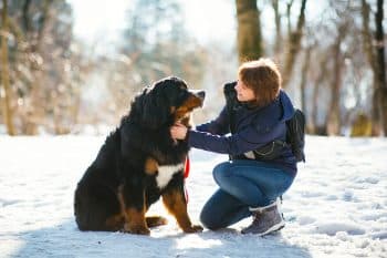 11 Gentle Dog Breeds That Are All Heart