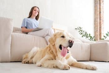 13 Devoted Dog Breeds That Add Joy to Every Home