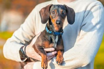 15 Loving Dog Breeds That Stay Forever Close