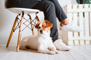 11 Reasons Dogs Sit on Your Feet