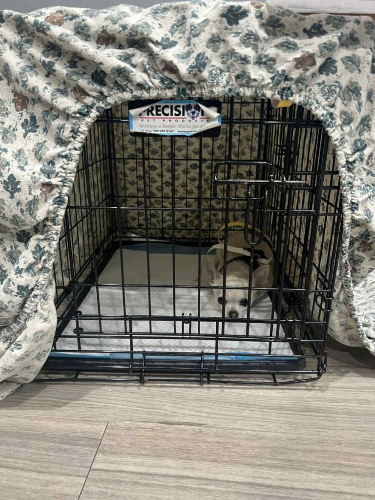 The Ontario SPCA supports more than 60 animals during spay/neuter and wellness event in Akwesasne