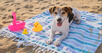 9 Best Dog Sunscreen Products