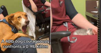 Big 40-Pound Dog Meets Tiny Kitten and His Reaction Has Everyone Laughing