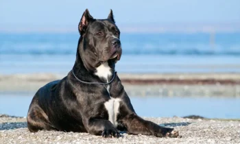 15 Cane Corso Owners Share Best Shampoos for Itchy & Sensitive Skin