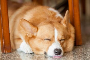 10 Best Dog Multivitamin Products for Corgis
