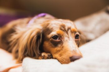 10 Best Dog Multivitamin Products for Dachshunds