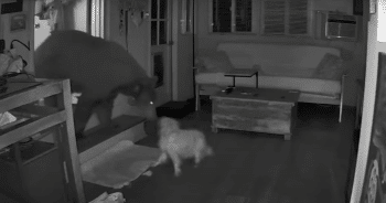 Security Camera Captures Moment Dog Stands Up to Intruding Bear Inside Home