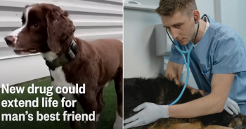 Scientists Are Developing New Drug That May Help Dogs Live Longer and Healthier Lives