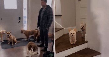 Dogs Left With Dad React Like They’ve Been Betrayed