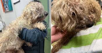 ‘Unimaginable suffering’ Man Accused of Using Scissors To DIY Amputate Dog’s Leg