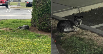 Dog Refuses To Leave The Spot Where Her Family Abandoned Her