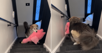 Dog Carries Giant Plushies Upstairs Using Hilarious Genius Trick