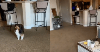 Dog Owner Receives Hilarious Video From Sitter and Leaves Owner in Hysterics