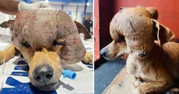 Stray dog with massive tumor gets second chance after urgent surgery