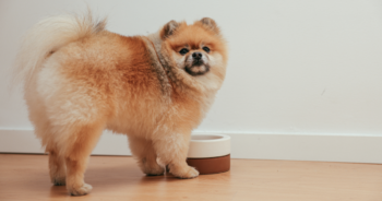 The 11 Best Fresh Dog Food Brands in 2025