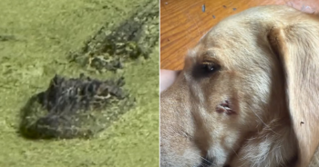 Hero Dog Mom Rescues Pet From Alligator’s Jaws In City Park