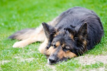 10 Best Dog Multivitamin Products for German Shepherds