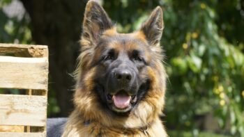 The 13 Best Dog Food Toppers for German Shepherds