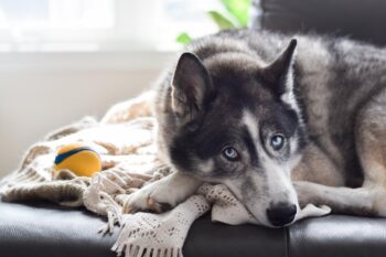 10 Best Dog Multivitamin Products for Huskies