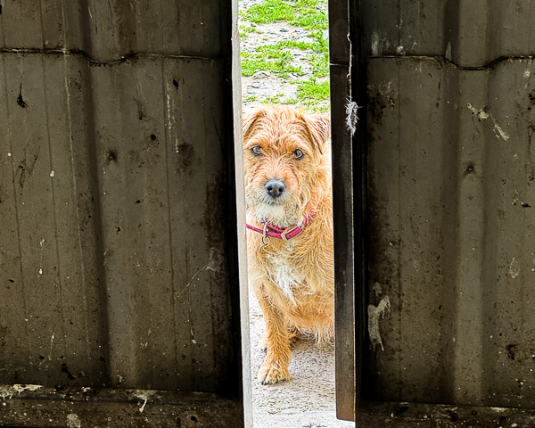 The Wind in Their Tails