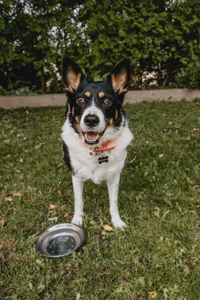Keep animals cool this summer by taking the Ontario SPCA’s No Hot Pets Pledge!