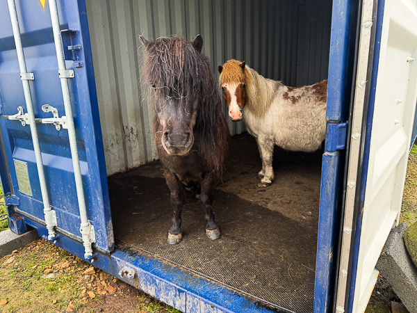 Shetland Ponies Melt, Apparently