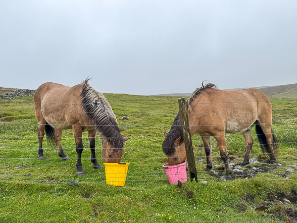 Disturbing the Peace