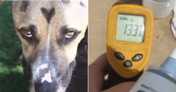 Shelter Saves Dog Covered in Spots and Her 9 Suffering Puppies