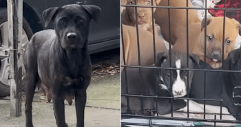Stray Pit Bull Leads Rescuer To A Shocking Discovery Under The House