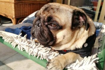 10 Best Dog Multivitamin Products for Pugs