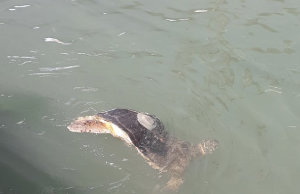 Sea Turtles Won’t Survive the ESA Amendments Act