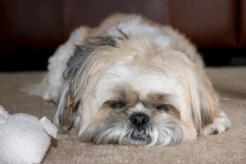 10 Best Dog Multivitamin Products for Shih Tzus