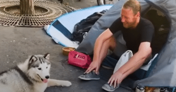 Husky Forms ‘Unbreakable Bond’ with Homeless Man in Paris, Changing His Life Forever