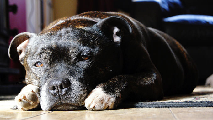 6 Natural Supplements To Help Your Staffordshire Bull Terrier’s Itching & Allergies