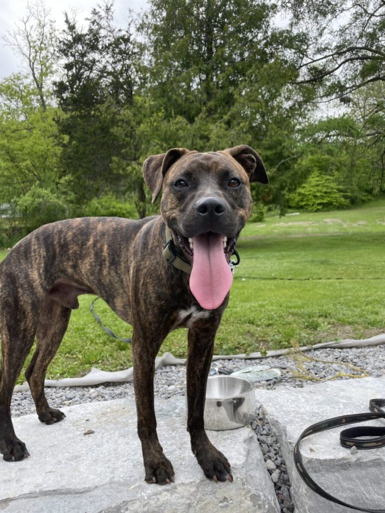 Twix’s journey of recovery: A new life as Bo