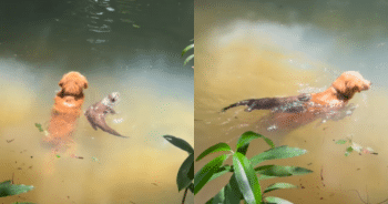 Golden Retriever’s Swim Buddy Is… an Otter?!