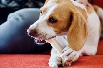 What’s The Bite Force of a Beagle & Does It Hurt?