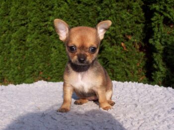 Ultimate Chihuahua Puppy Shopping List: Checklist of 23 Must-Have Items