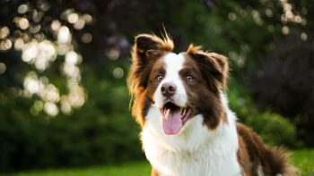 5 Emergency Red Flags for Border Collie Owners: If Your Dog Does These, Rush Them to The Vet