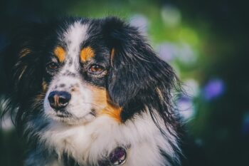 7 Secrets to Quickly Potty Training a Australian Shepherd