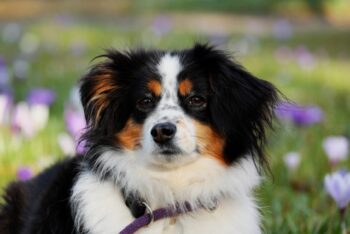 4 Best Supplements for Australian Shepherd Puppies (+1 to Avoid)