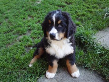 4 Best Supplements for Bernese Mountain Dog Puppies (+1 to Avoid)