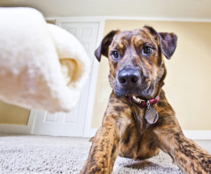 Ask A Vet: Why Does My Dog Always Run Off When I Give Him A Special Treat?