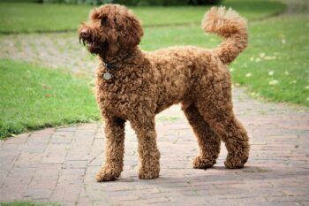 10 Secrets to Stop Your Labradoodle from Barking