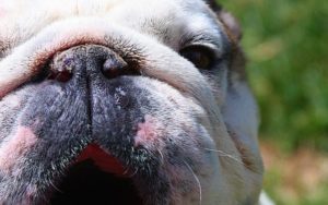 Dry Nose Is A Common Issue With Many Bulldogs, Here’s How You Can Make Life Easier On Them