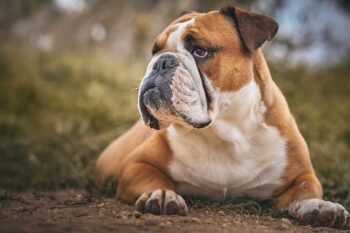 Best Probiotics for Bulldogs
