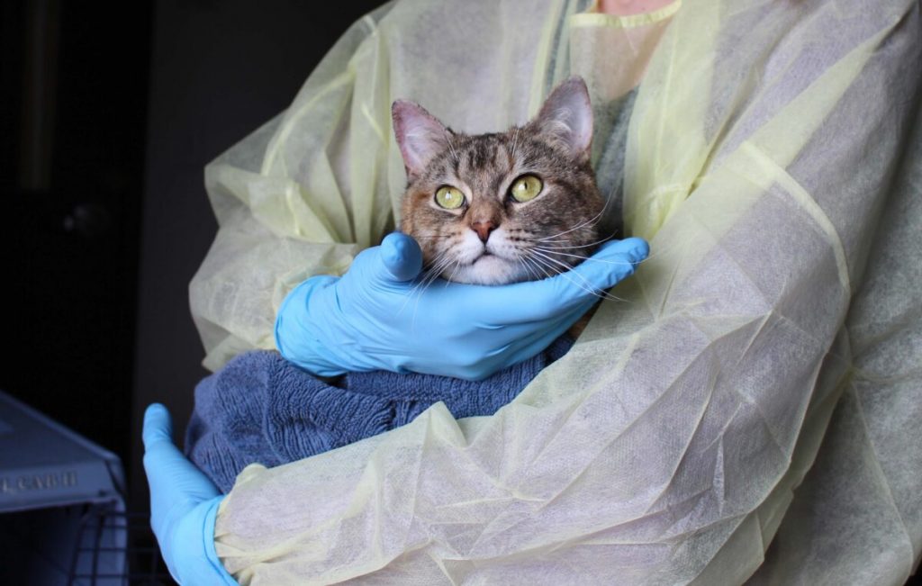 Nominate your pet’s veterinary clinic in the Ontario SPCA’s Veterinary Appreciation Contest