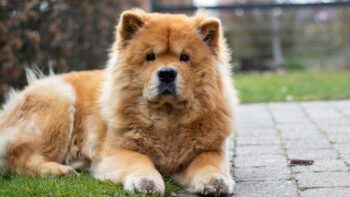 15 Best Foods for Chow Chow with Allergies