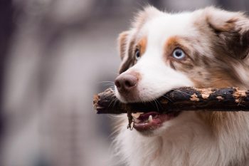 What’s The Bite Force of a Australian Shepherd & Does It Hurt?